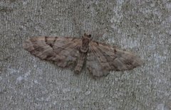 Spissvingedvergmåler (Eupithecia lanceata)