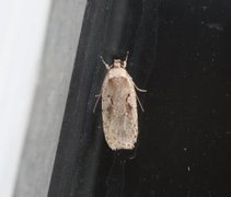 Agonopterix ocellana