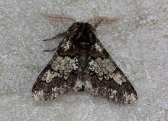 Oak Beauty (Biston strataria)