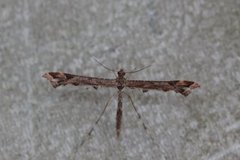 Beautiful Plume (Amblyptilia acanthadactyla)