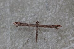 Lyngfjærmøll (Amblyptilia acanthadactyla)