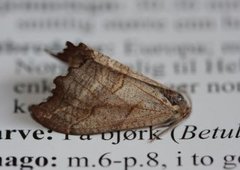 Scalloped Hook-tip (Falcaria lacertinaria)