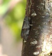 Grå bladvikler (Syndemis musculana)