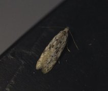 Black-speckled Groundling (Carpatolechia proximella)