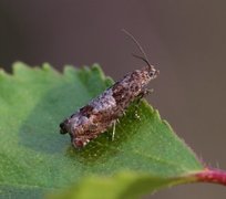 Square-barred Bell (Epinotia tetraquetrana)