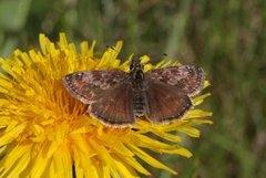 Dingy Skipper (Erynnis tages)