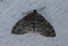 The Seraphim (Lobophora halterata)