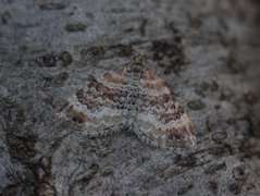 Red Twin-spot Carpet (Xanthorhoe spadicearia)