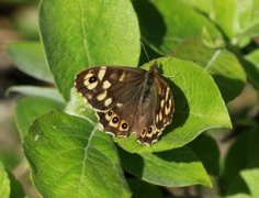 Speckled Wood (Pararge aegeria)