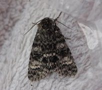 Ospekveldfly (Acronicta megacephala)