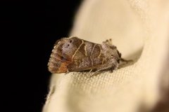 Small Chocolate-tip (Clostera pigra)