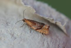 Honeysuckle Bell (Eucosmomorpha albersana)