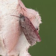Horse Chestnut (Pachycnemia hippocastanaria)
