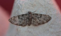 Oak-tree Pug (Eupithecia dodoneata)
