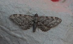 Vinkeldvergmåler (Eupithecia vulgata)
