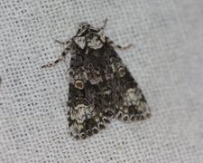 The Coronet (Craniophora ligustri)