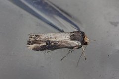 Flame (Axylia putris)