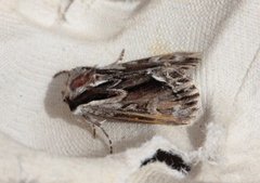 The Saxon (Hyppa rectilinea)