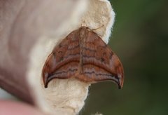 Dusky Hook-tip (Drepana curvatula)