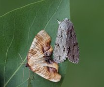Scorched Wing (Plagodis dolabraria)