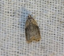 Common Tortrix (Capua vulgana)