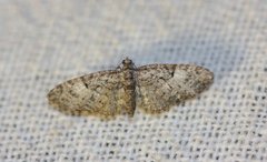Oak-tree Pug (Eupithecia dodoneata)