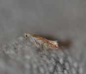 Phyllonorycter quercifoliella