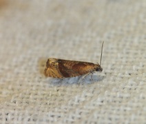 Honeysuckle Bell (Eucosmomorpha albersana)