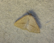 Brown Silver-line (Petrophora chlorosata)