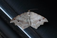 Sharp-angled Peacock (Macaria alternata)