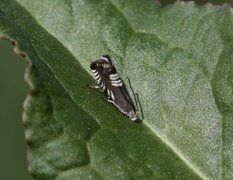 Triple-stripe Piercer (Grapholita compositella)