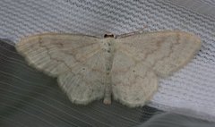 Cream Wave (Scopula floslactata)