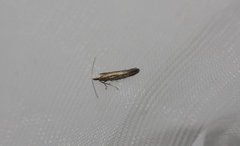 Bronze Argent (Argyresthia arceuthina)