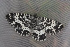 Argent & Sable (Rheumaptera hastata)