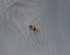 Birch Conch (Cochylis nana)