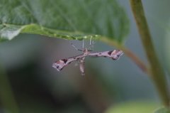 Triangle Plume (Platyptilia gonodactyla)