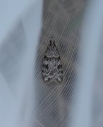 Common Grey (Scoparia ambigualis)