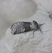 Poplar Kitten (Furcula bifida)