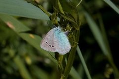 Green-underside Blue (Glaucopsyche alexis)