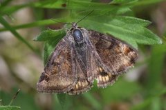 Burnet Companion (Euclidia glyphica)