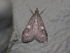 Olive Pearl (Udea olivalis)
