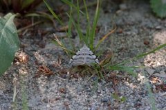 Treble-bar (Aplocera plagiata)