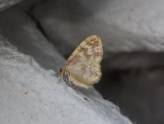 Small Yellow Wave (Hydrelia flammeolaria)