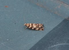 Common Spruce Bell (Epinotia tedella)