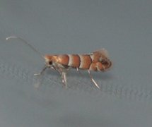 Phyllonorycter froelichiella