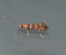 Phyllonorycter froelichiella