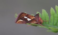 Gold Spot (Plusia festucae)
