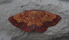 Dark Bordered Beauty (Epione vespertaria)