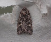 Nettnellikfly (Sideridis reticulata)