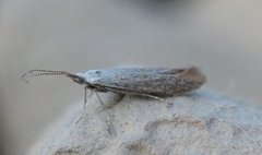White Sallow Case-bearer (Coleophora albidella)